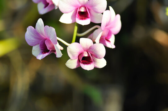 pink orchid , pink and red orchid flower or Orchidaceae
