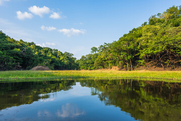View of the beautiful Amazon rainforest and it's reflection at the river - Careiro, Amazonas, Brazil