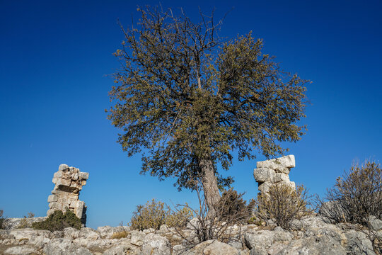 meydan kalesi ancient ruins with tree