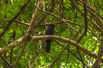 Closer view of a bird at the amazon forest - Careiro, Amazonas, Brazil