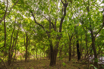 Fototapeta premium View of some trees at the amazon rainforest - Careiro, Amazonas, Brazil