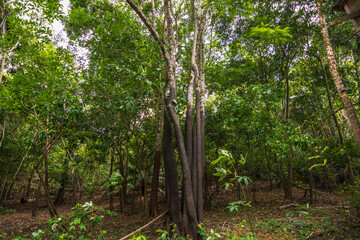 View of a tree at the amazon rainforest and a black mark of the river floods - Careiro, Amazonas, Brazil