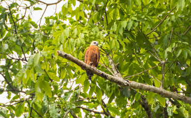View of a hawk at the amazon forest - Careiro, Amazonas, Brazil