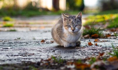 mlody kociak © Marek