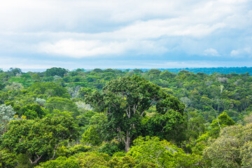 Obraz premium View of the Amazon Forest - Manaus, Amazonas, Brazil
