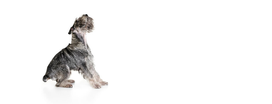 Studio shot of cute grey color mittelschnauzer dog isolated over white background. Animal, pets, care, beauty and ad