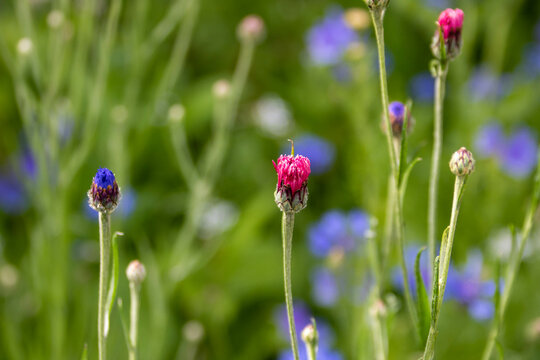 blue and pink buds of the cornflower also known as bachelor's button with a blurred green background