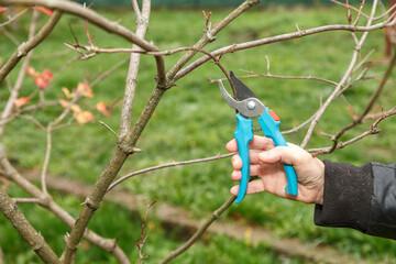 Fruit tree pruning. Garden scissors. Prune fruit trees to keep them healthy