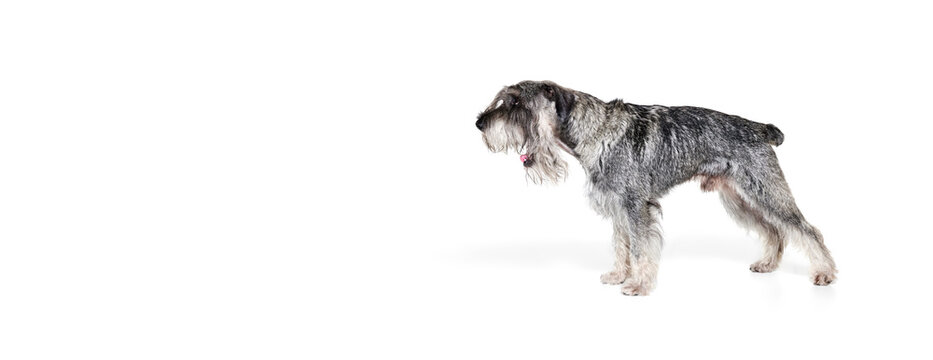 Portrait of adult Schnauzer dog posing isolated over white background. Concept of domestic animal, breed, pets, care, beauty and ad