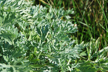 Wormwood plant close up, leaves of absinthe wormwood in the wild
