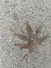 Blätterabdrücke auf dem Gehsteig.