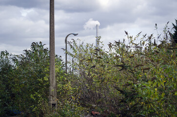 Nature reclaiming derelict site of former chemical plant