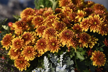Fleurs de Chrysanthèmes pomponettes couleurs jaune orange brune, pour orner les tombes dans les...