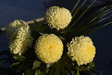 Fleurs de Toussaint, Chrysanthèmes grosses boules jaunes pour rendre hommage aux défunts famille...