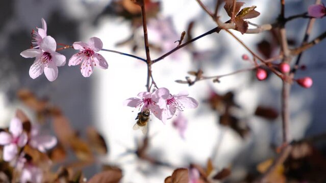 Abeja poliniza las flores del cerezo en el jardín, en Primavera