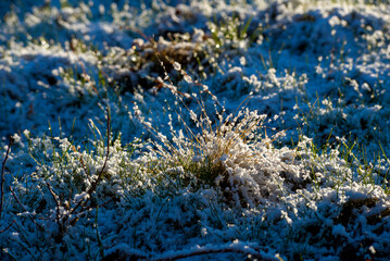 Fototapeta na wymiar Grass under frost.