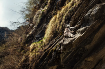 A macaque monkey on a rock in the jungle of Nepal 