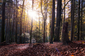 Fototapeta premium Sunlight in autumn forest. Sun rays by the tree trunk in woodland. .Beautiful forest in fall with bright sun shining through the trees.
