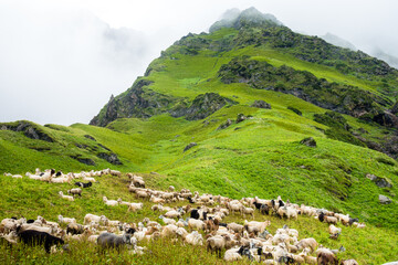 Fototapeta na wymiar Herd of Mountain Sheep and Lamb at Shrikhand mahadev Yatra trail , Kullu. Himachal Pradesh India.