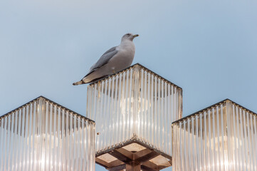 Seagull Sentinel, Inner Harbor, Baltimore MD USA, Baltimore, Maryland