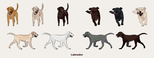 Labrador Retriever colors. Cute Lab dogs characters in various poses, design for print, adorable and cute cartoon vector set, in different poses. All popular colors. Dog Drawing collection set.