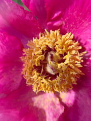 Pink peony flower closeup, yellow peony stamens - 543004093