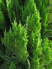 Thuja in green