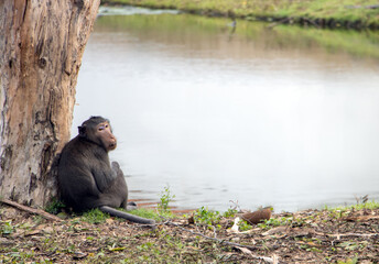 A macaque monkey sits on the bank of a pond and looks over his shoulder