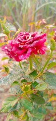 Morning Dew On Blank Rose and red rose
