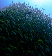 Underwater photo inside a school of fish