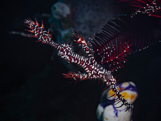 Ornate Ghost Pipefish, Geisterpfeifenfisch (Solenostomus paradoxus)