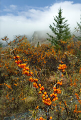 Russia. The South of Western Siberia, the Altai Mountains. Impassable thickets of sea buckthorn bushes, strewn with ripe yellow-orange berries, on the slope of the mountains along the Chui tract.