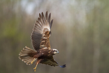 Flying Birds of prey Marsh harrier Circus aeruginosus, hunting time Poland Europe