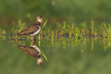 Bird Lapwing Vanellus vanellus on green background spring time close up