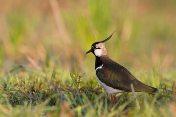 Bird Lapwing Vanellus vanellus on green background spring time close up
