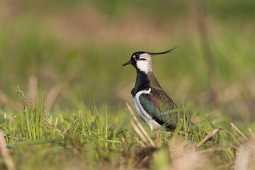 Bird Lapwing Vanellus vanellus on green background spring time close up