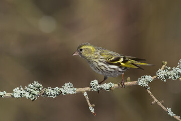 Bird Siskin Carduelis spinus male, small yellow bird, winter time in Poland Europe	