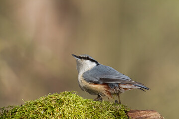 Bird Nuthatch Sitta europaea small bird in forest, Poland Europe	