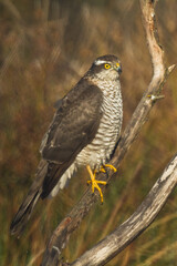 Birds of prey Sparrowhawk Accipiter nisus, hunting time bird sitting on the branch, Poland Europe	