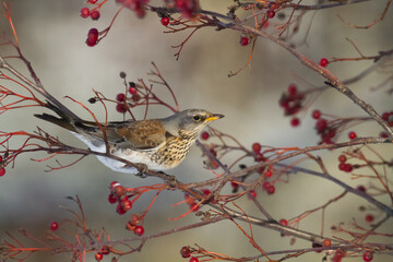 fieldfare, Turdus pilaris, bird eating berries on a hawthorn bush during Autumn season	