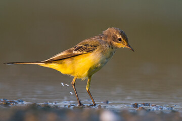 Small bird Yellow Wagtail sitting on tree male Motacilla flava	