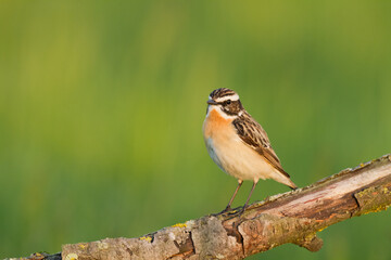 Bird Whinchat Saxicola rubetra - bird sitting on the weed, male, amazing background with warm light summer time Poland, Europe