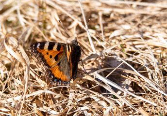 butterfly on grass