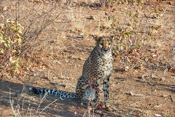 Cheetah in a refuge in Namibia