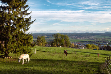 Idyll Swiss landscape of green valley with distance mountain range. White horse grazing on the...