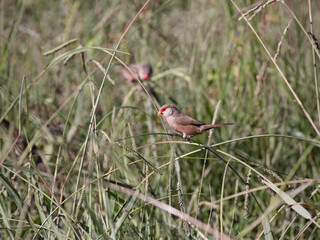 Beautiful common waxbill in the nature