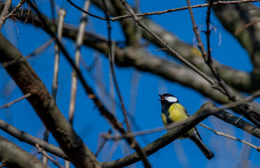 yellow headed woodpecker