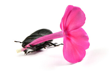 Male lesser stag beetle hold violet flower in jaw