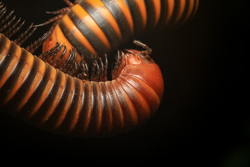 snail