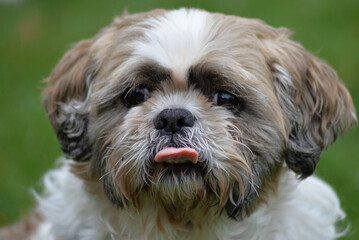 close up portrait of a dog